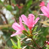 城山のツツジその１