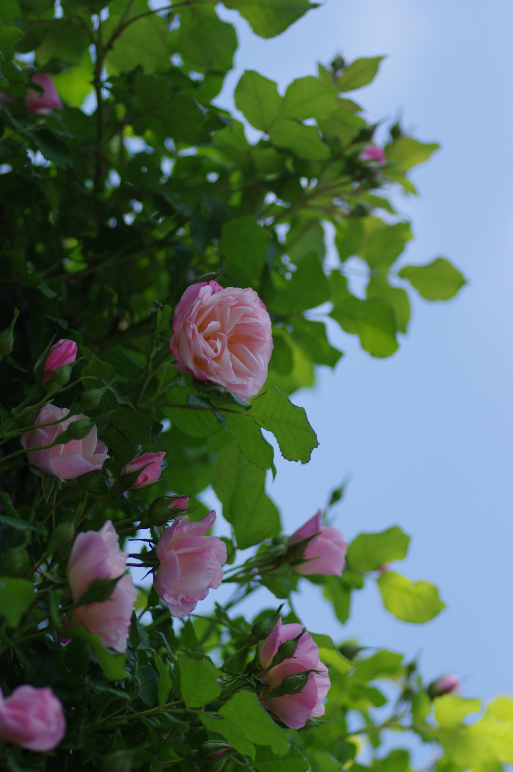 IMGP7467