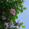 IMGP7467
