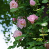 IMGP7459