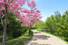 遊歩道２