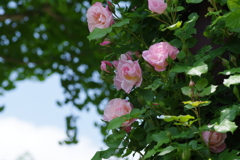 IMGP7461