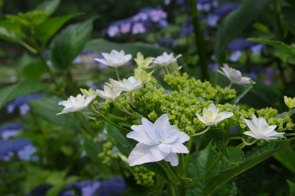 紫陽花その３