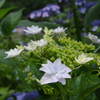 紫陽花その３