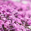 DSCF1174