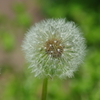 IMGP7483