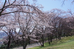 IMGP7014
