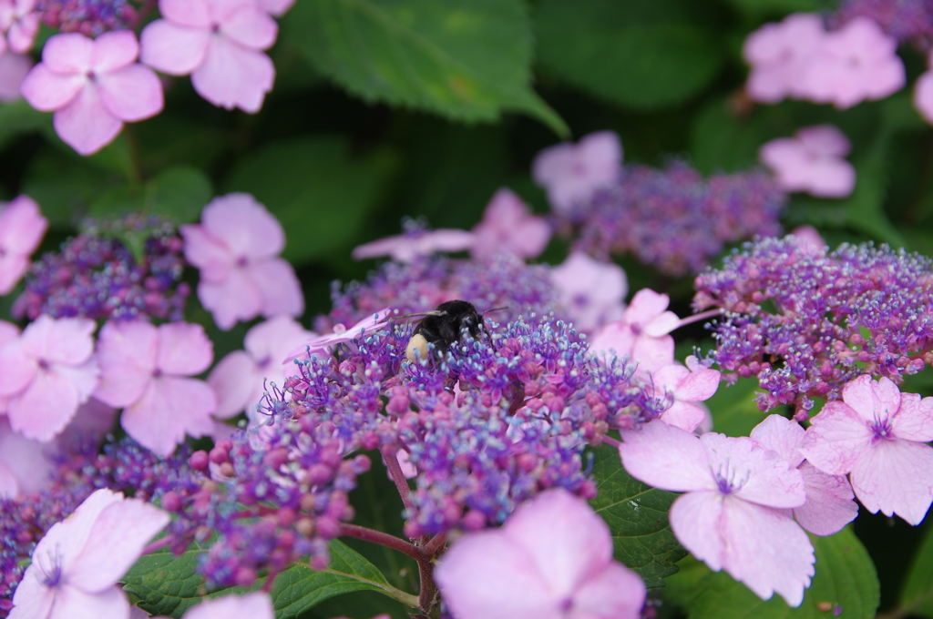 紫陽花その４
