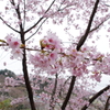 IMGP0099