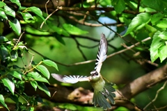 オナガの若鳥