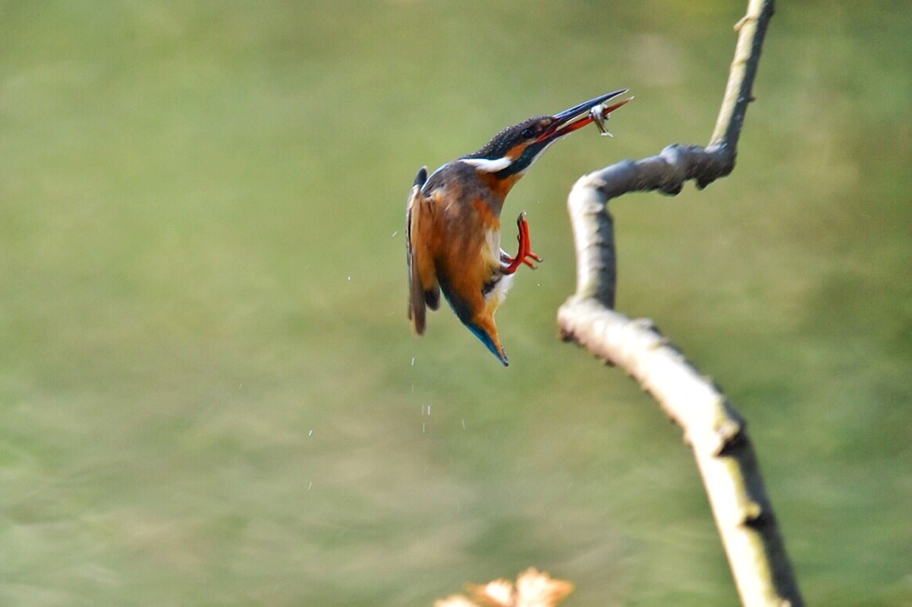 カワセミ