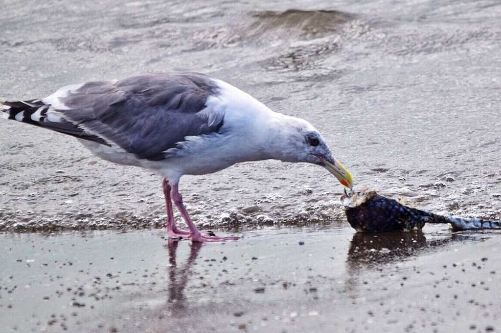 何を食べているのでか？