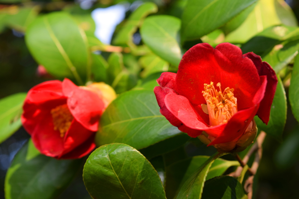 赤いドレスの姉妹