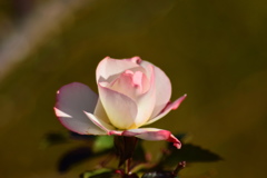 冬薔薇（ふゆそうび）