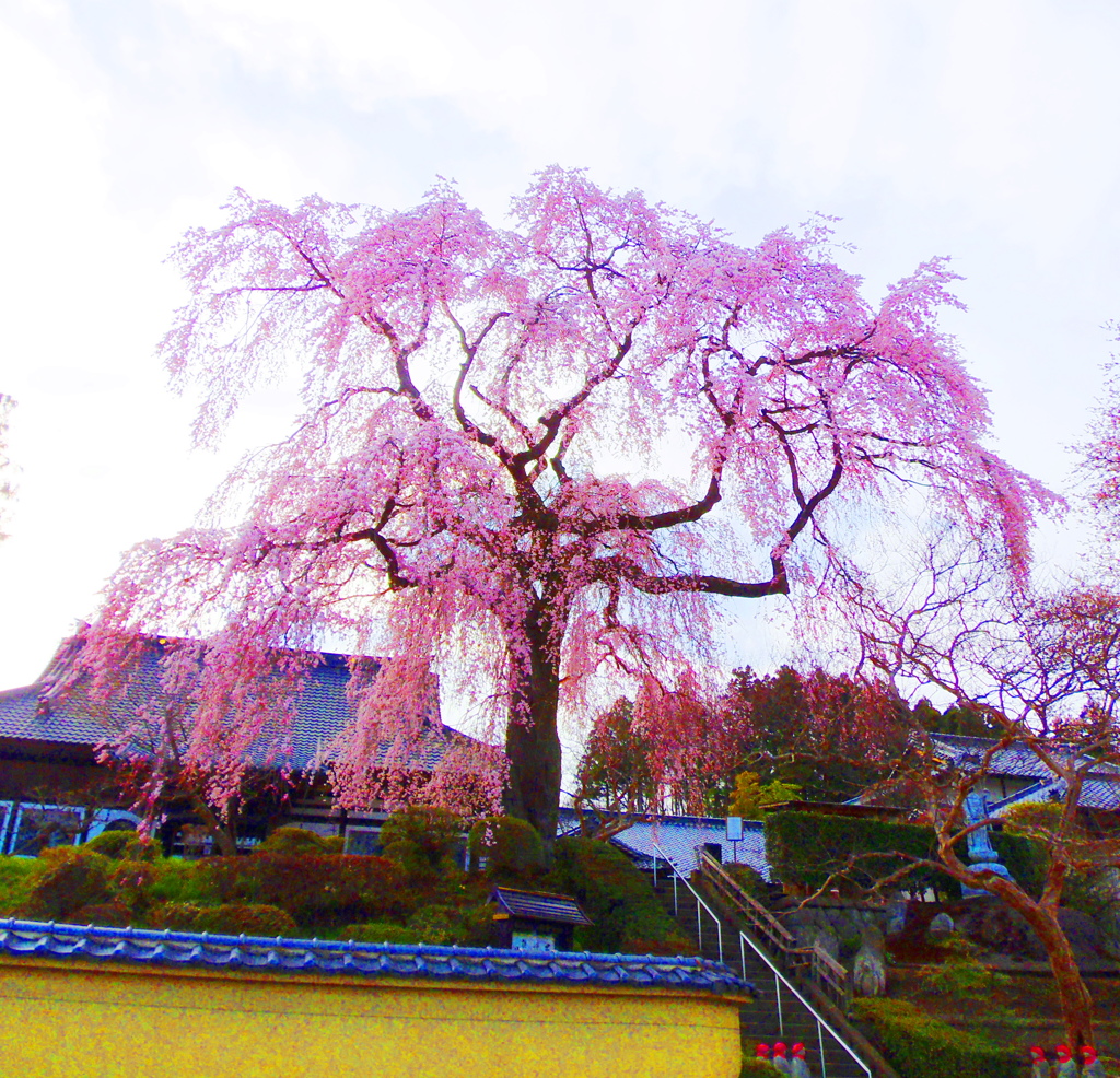 福島の桜