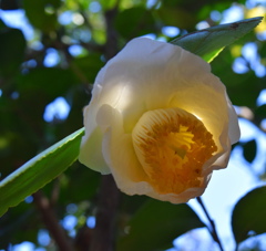 木漏れ日の中の椿