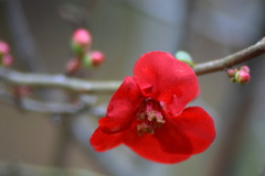 木瓜