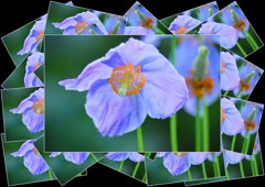 秘境の花