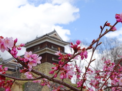 上田城桜まつり