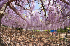 玉敷神社の大藤