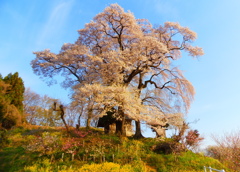 高柴の天神夫婦桜