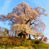 高柴の天神夫婦桜