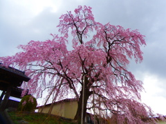 福島の桜