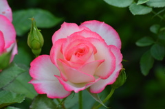 縁取りがすてき