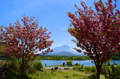 残桜