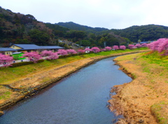 河津桜３