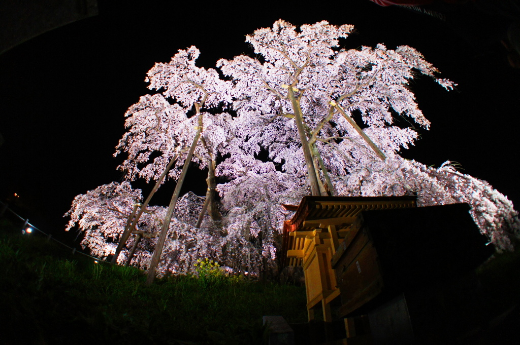 三春の滝桜