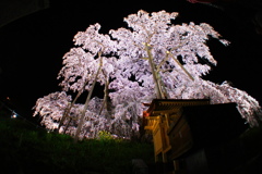 三春の滝桜