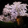 三春の滝桜