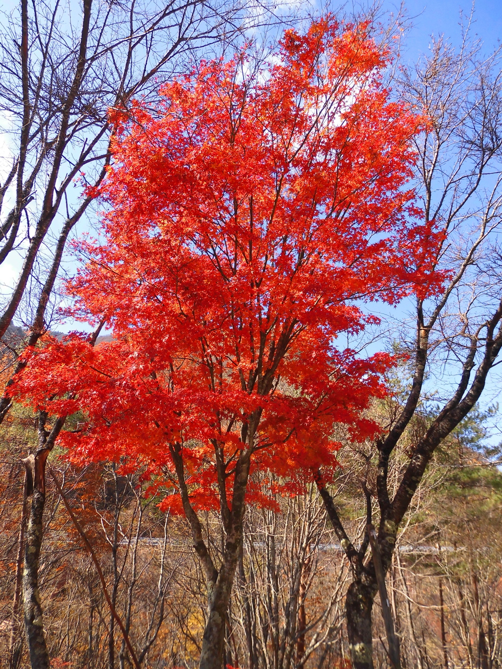 残紅葉