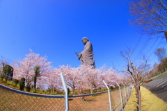 大仏様も花見です