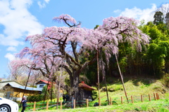 地蔵桜