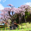 地蔵桜