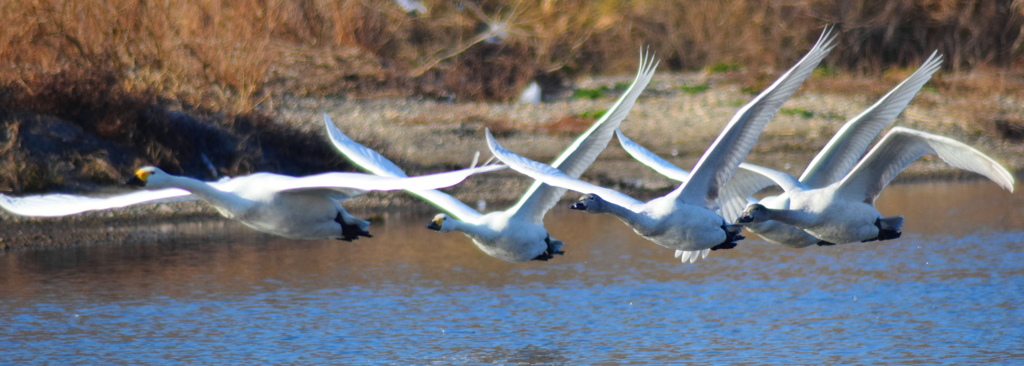 群れ飛ぶ白鳥