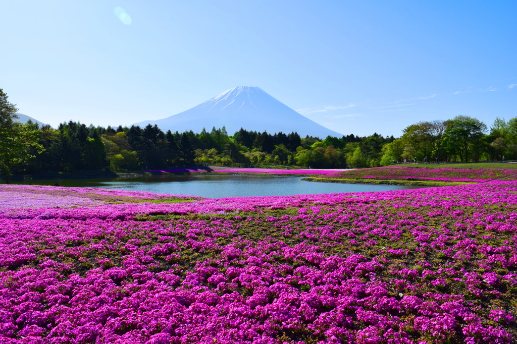 富士と芝さくら