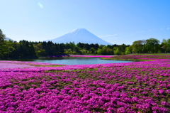 富士と芝さくら