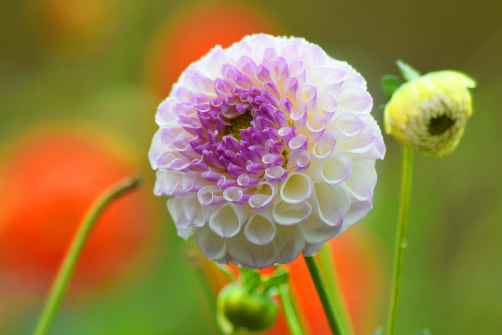 芯の薄紫が　す　て　き