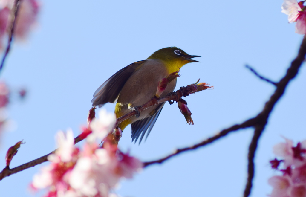 桜とメジロ