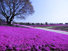 大木と小さき花達