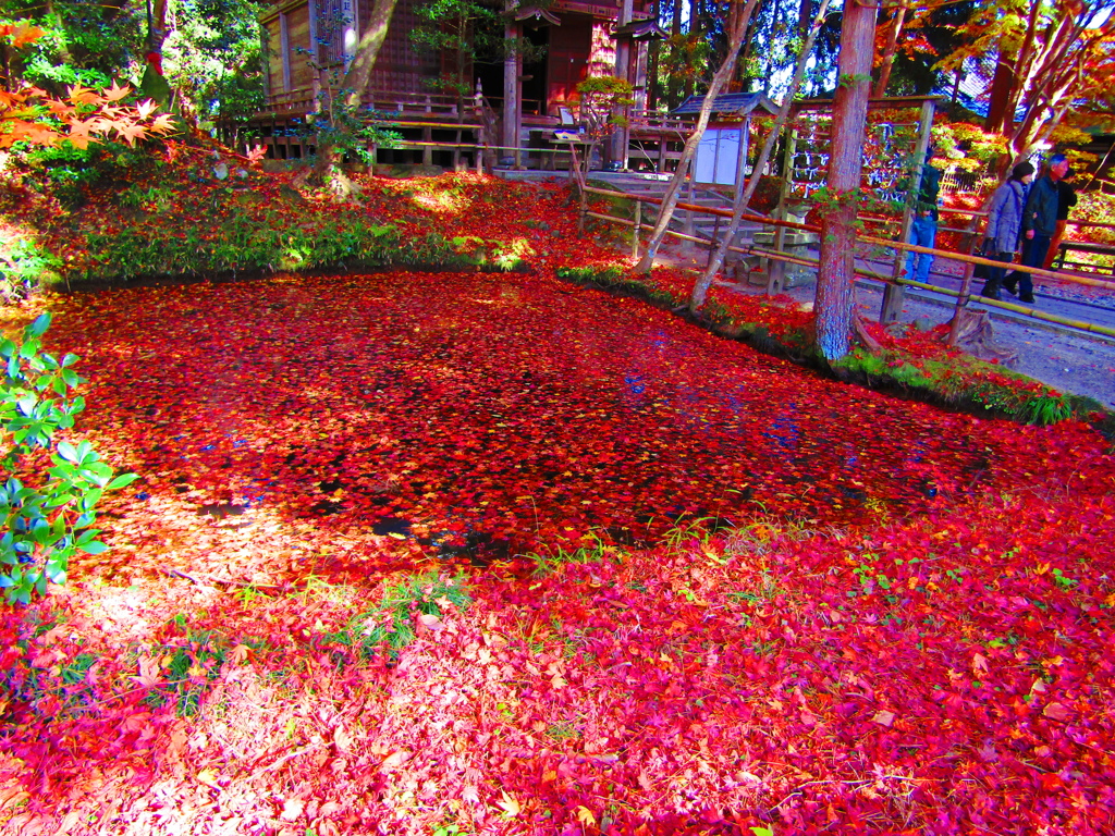 花筏ならぬもみじ筏