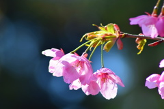さくら陽光