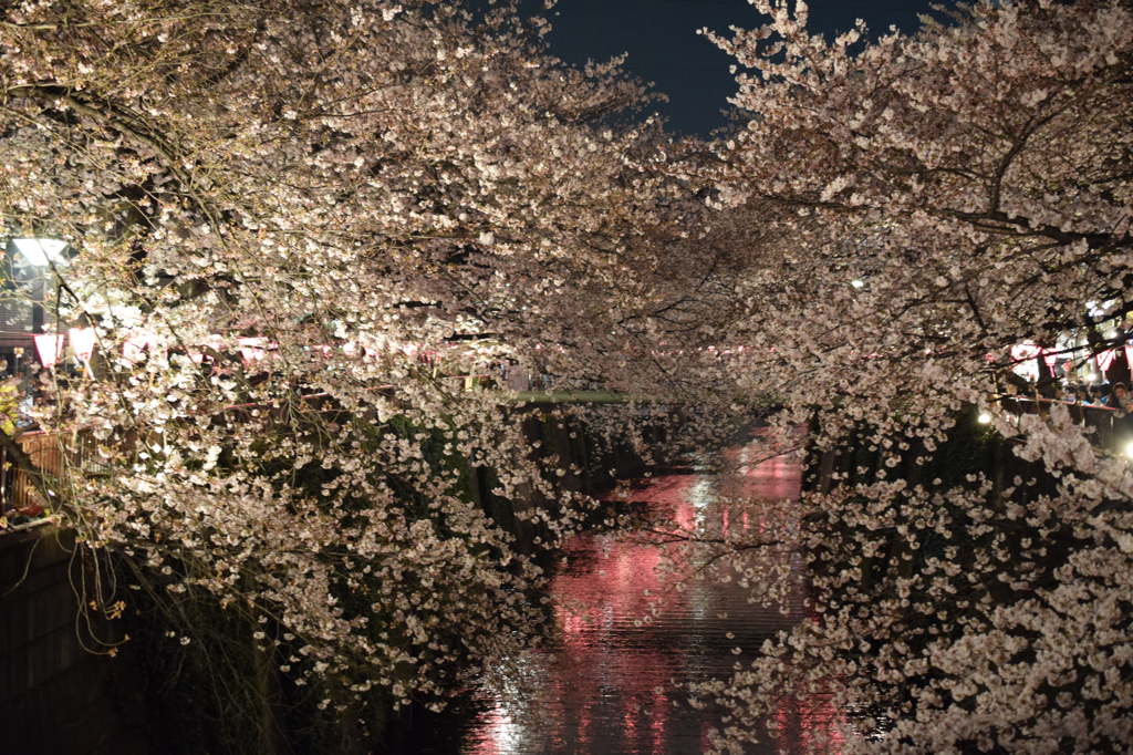 目黒川のさくら