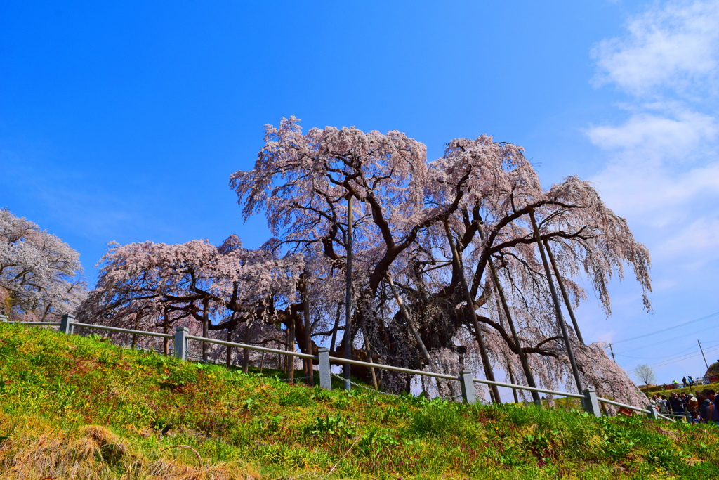 滝桜