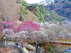 熱海梅園