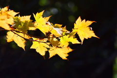 紅葉始まります