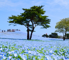 蒼